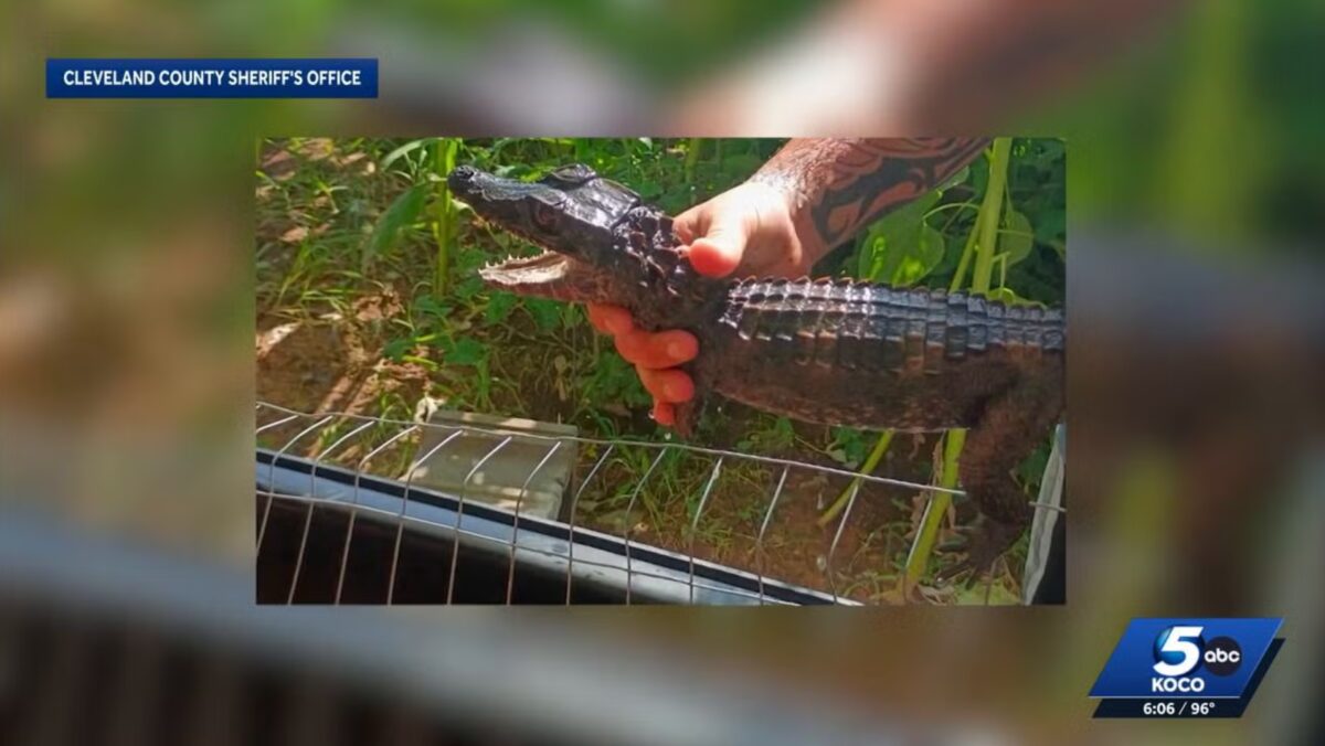 A caiman that had been missing in Cleveland County for months was captured