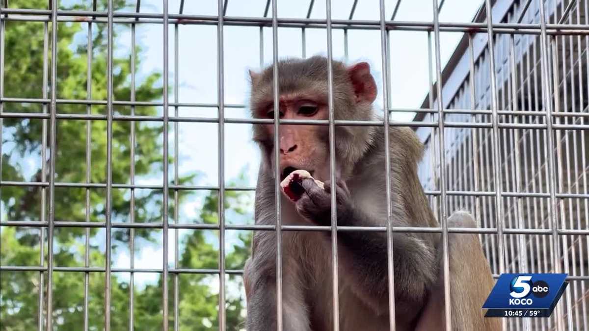A heater sparked a fire at the Oklahoma Primate Sanctuary