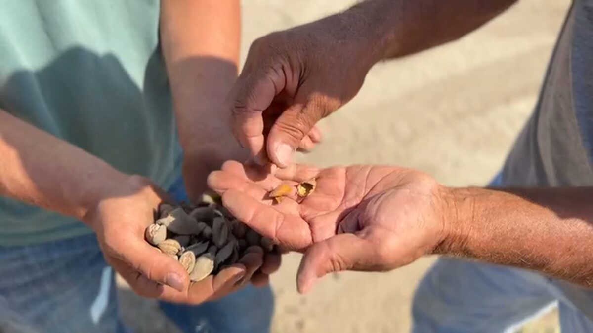 Farming remains one of the cornerstones of California's economy