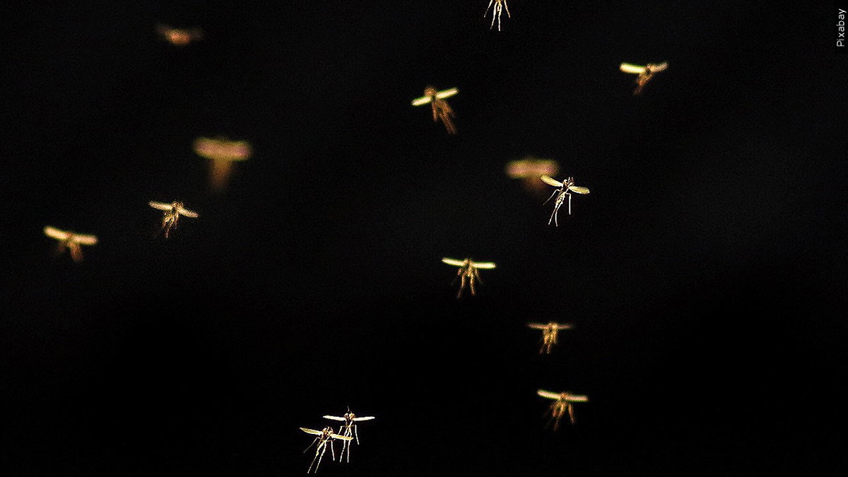 CV Mosquito and Vector Control District reduce mosquito population