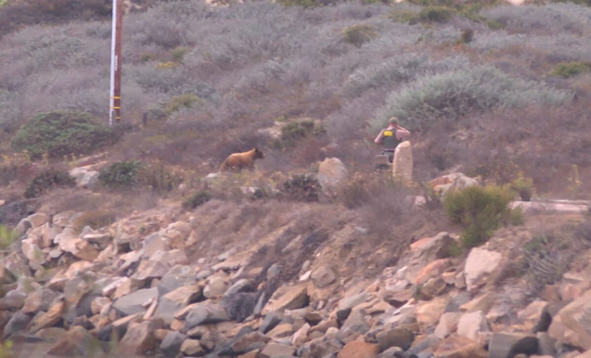A young black bear was spotted at Morro Rock on Wednesday morning.