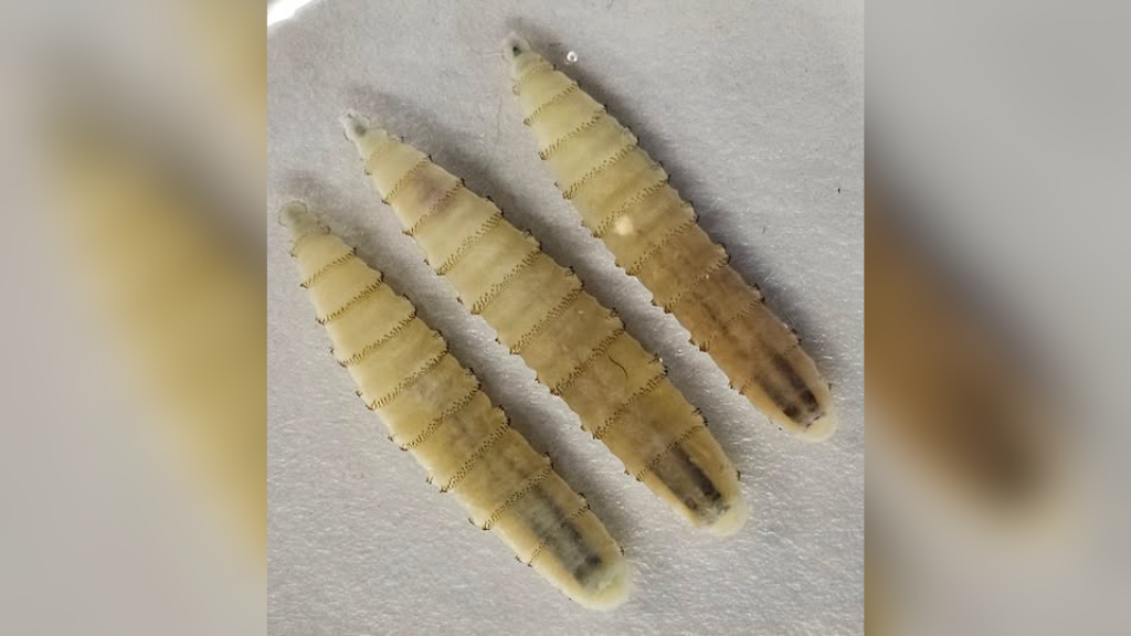 New World screwworm detected in El Paso County dog