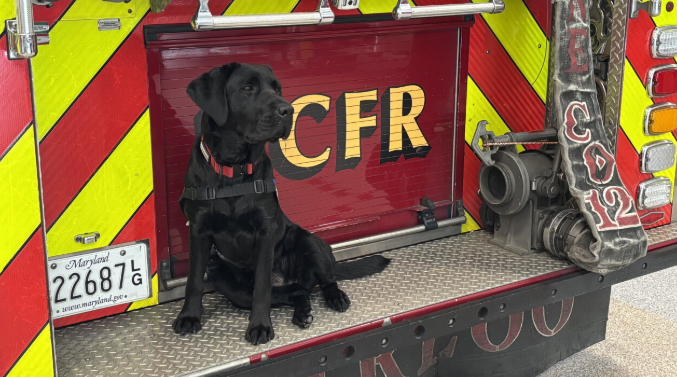 The Howard County Department of Fire and Rescue Services has welcomed its newest four-legged friend. Meet Valor