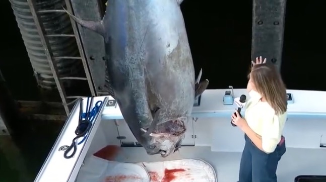 A New Hampshire fisherman broke a state record when he caught a massive blue fin tuna.