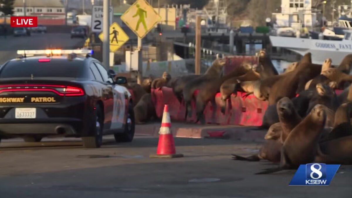 Hundreds of sea lions have invaded a roadway near the harbor bridge in Moss Landing
