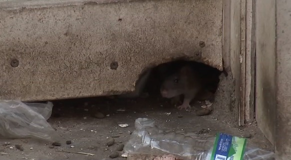 As Philadelphia officials look to tackle the issue of rat infestations throughout the city