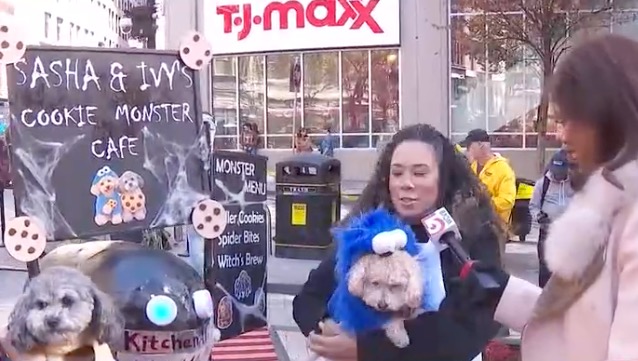Halloween has gone to the dogs in Boston