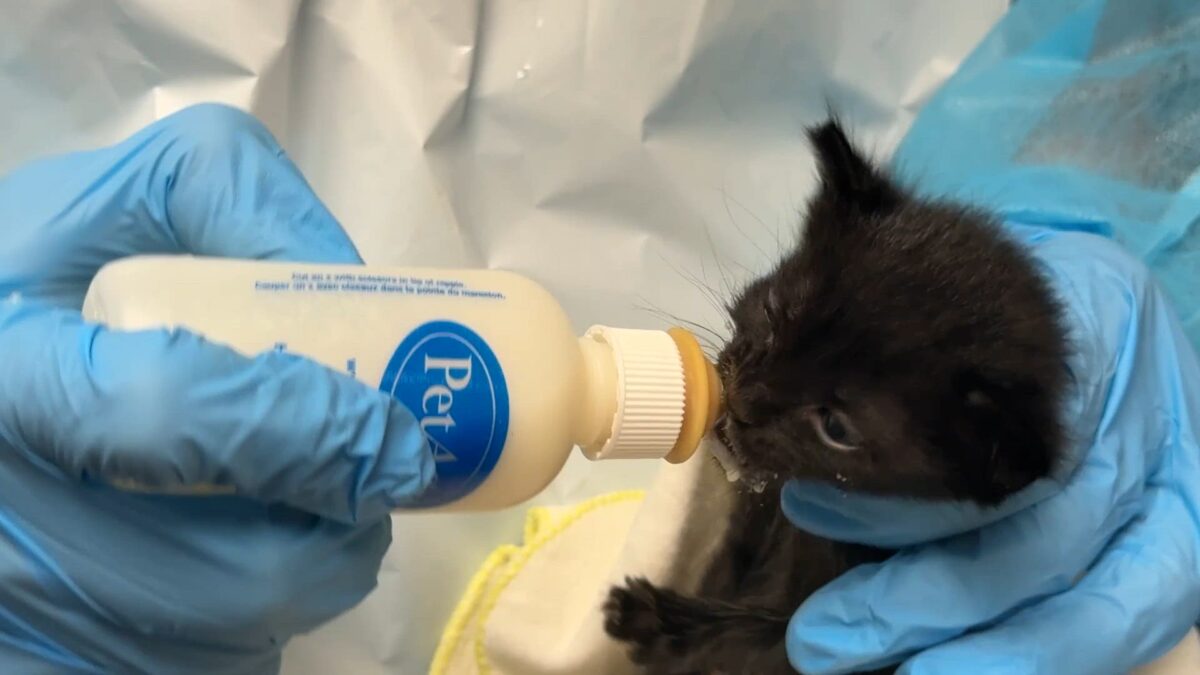 HSOY sees continued influx of kittens
