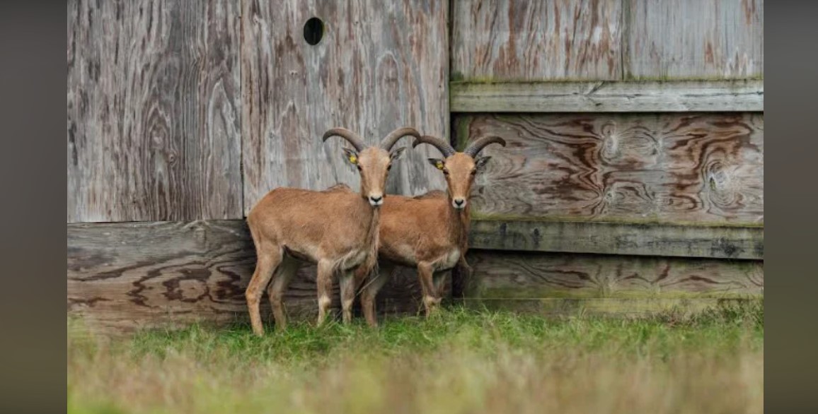 Wildwood Park & Zoo has welcomed two new aoudad ewes from another accredited Wisconsin zoo.