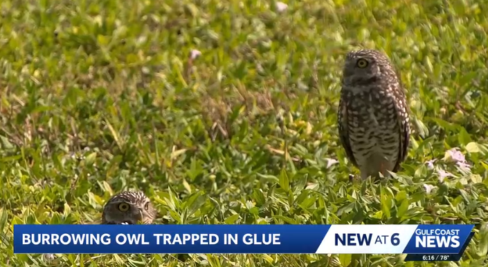 A burrowing owl stuck in a glue trap was rescued