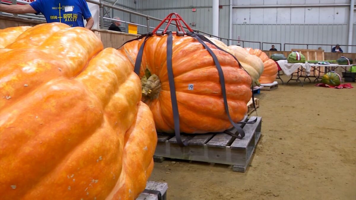 There were 21 contenders in this year's Giant Pumpkin contest