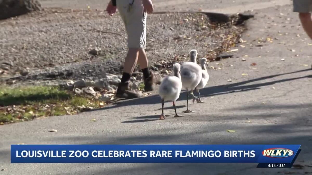 Six flamingo chicks have joined the flock at the Louisville Zoo