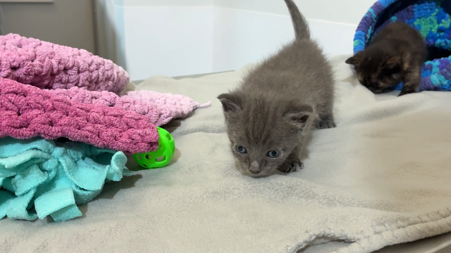 Two of the five kittens the Martin County Sheriff's Office says were buried in a Hobe Sound backyard are recovering and being cared for by a foster family before they can be adopted.