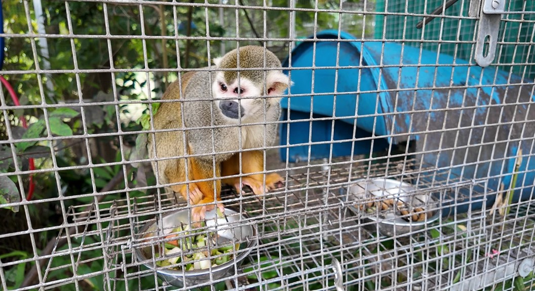 The U.S. Department of Agriculture filed a formal complaint against Jungle Friends Primate Sanctuary this month