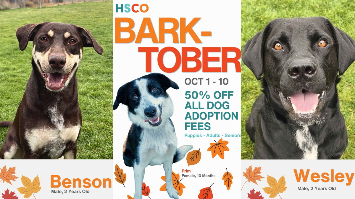 Humane Society of Central Oregon offers 50% off dog adoption fees during ‘Barktober’