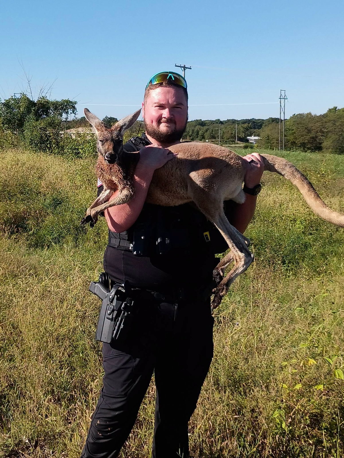 Kangaroo captured after escaping Saline County petting zoo
