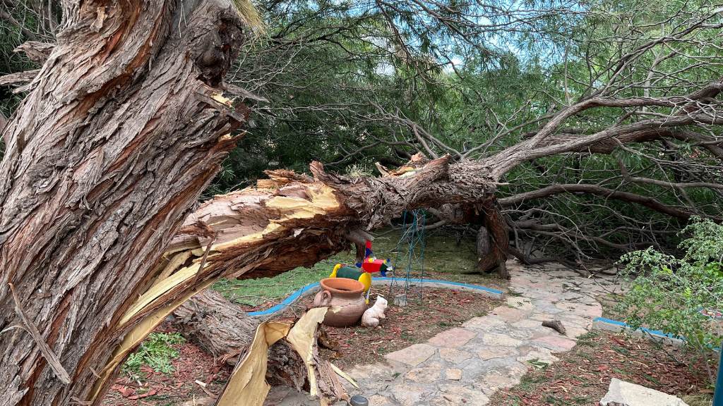 GALLERY: Strong wind gusts knock down trees across the Borderland