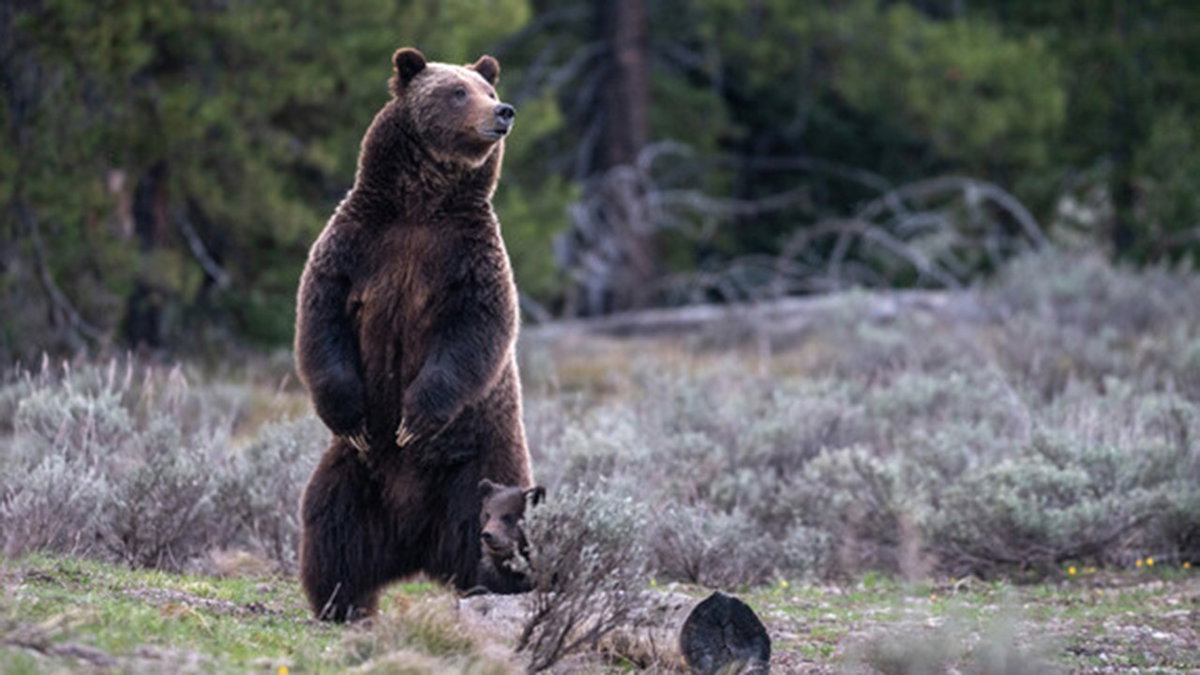 New documentary highlights legacy of Grand Teton’s grizzly 399