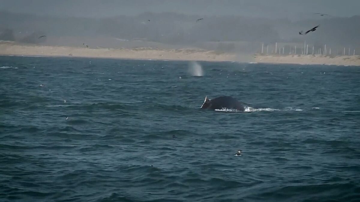 Whale watchers have a lot to see in Monterey Bay.