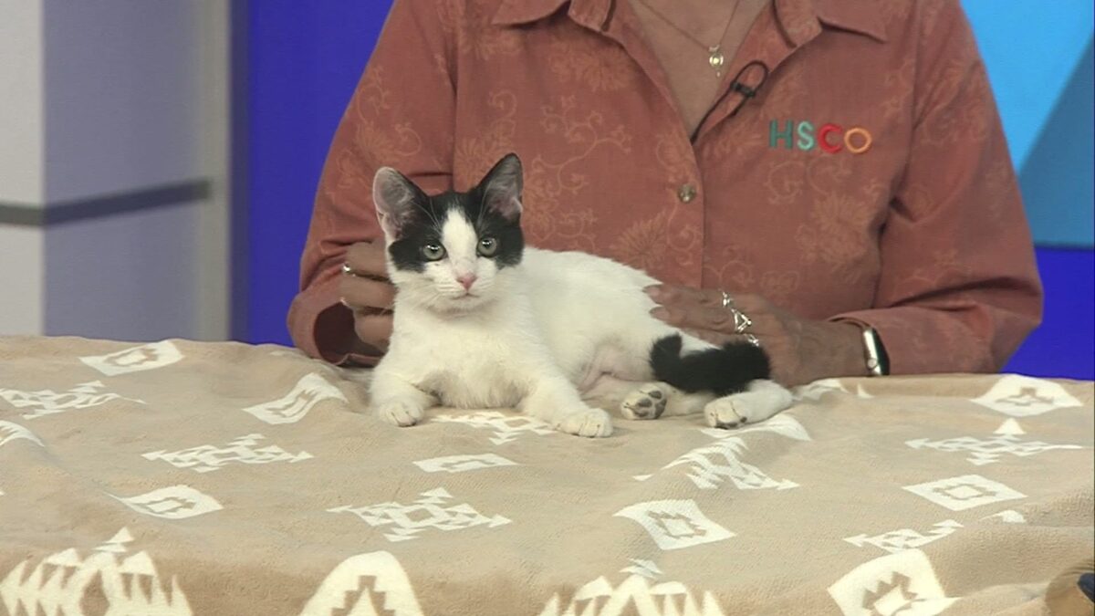 Pet Pals: Walnut is being called “One of the Smartest Kittens Ever”