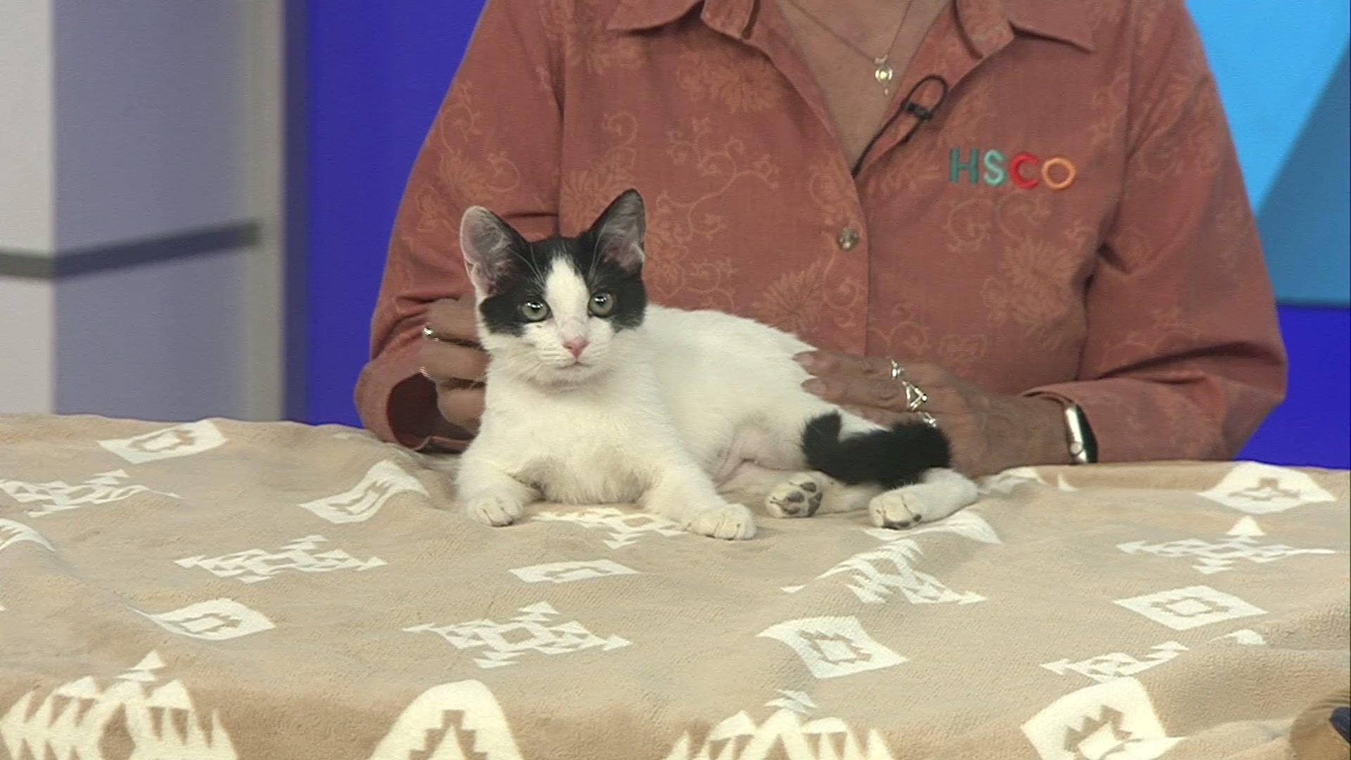 Pet Pals: Walnut is being called one of the smartest kittens ever