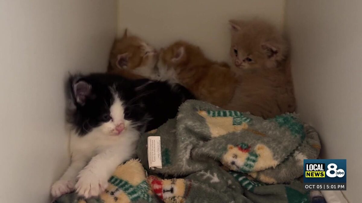 Rise of Feline Panleukopenia shows up in Southeast Idaho and Western Wyoming