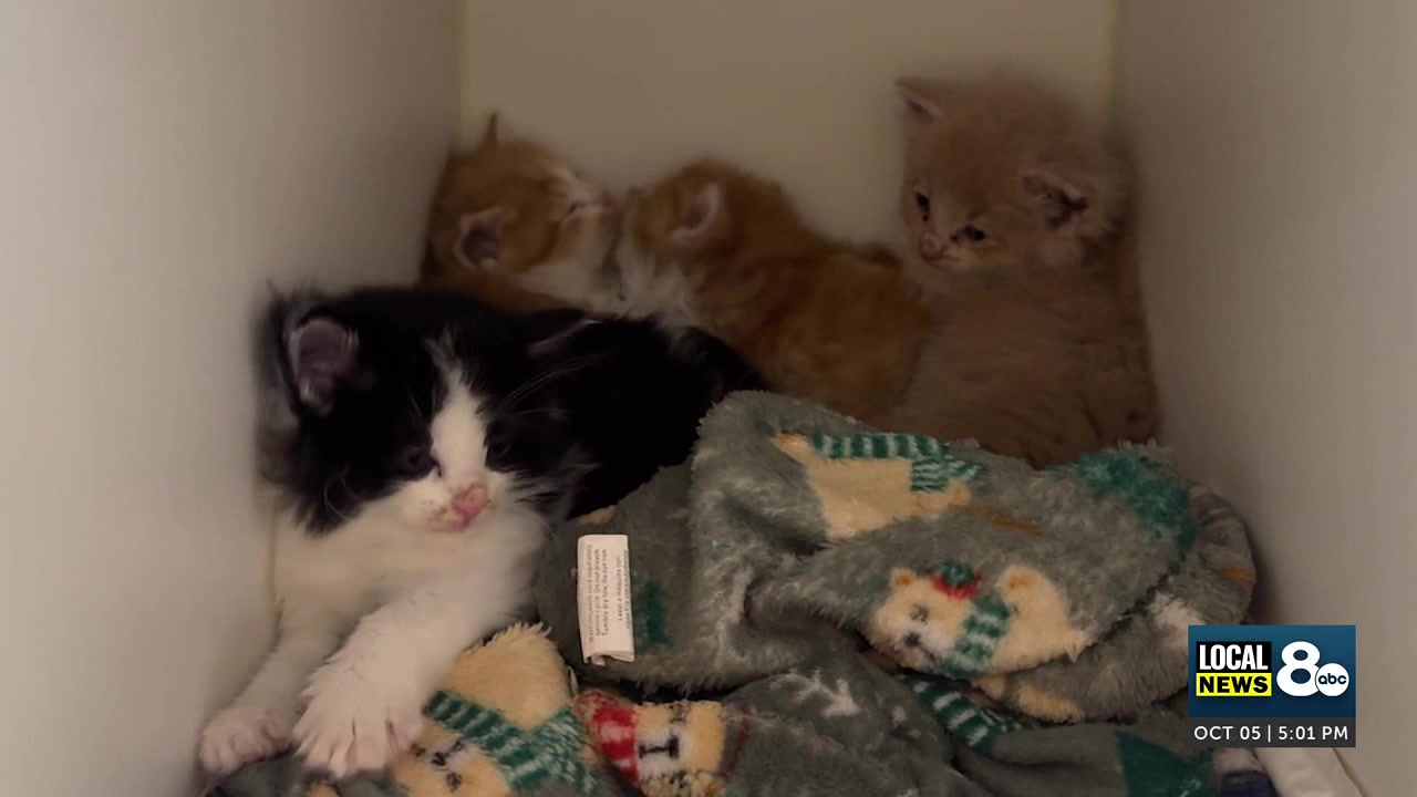 Rise of Feline Panleukopenia shows up in Southeast Idaho and Western Wyoming