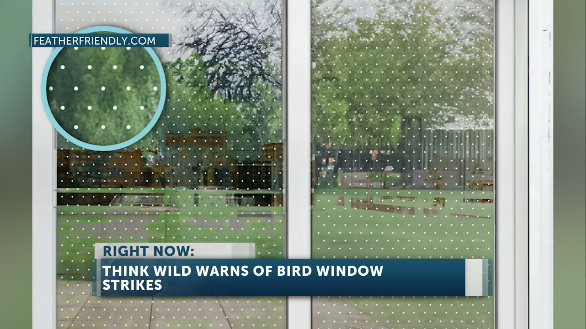 Fall migration causes increase in window strikes for local birds