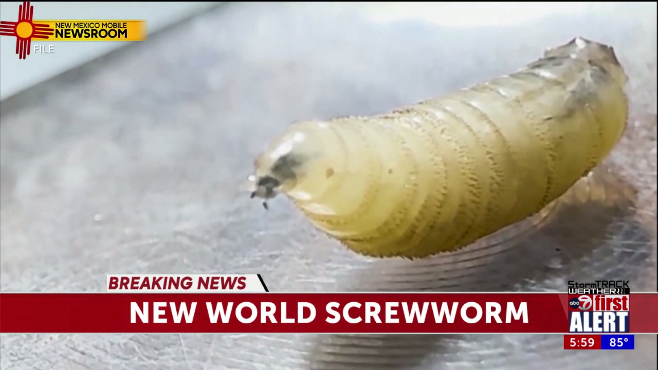 New World screwworm detected in Otero County and Texas