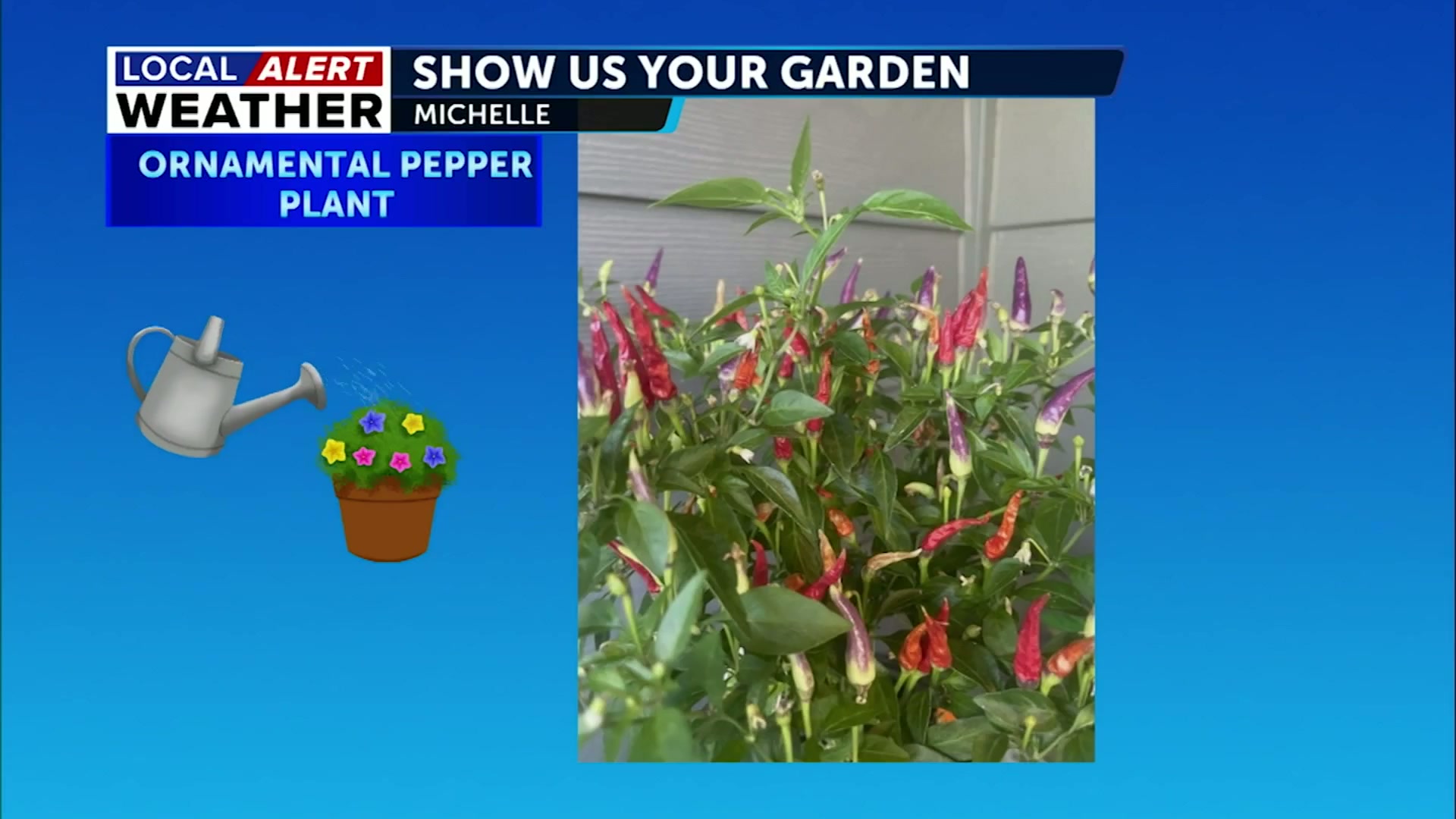Show Us Your Garden: Pepper plants and Wedding Flowers