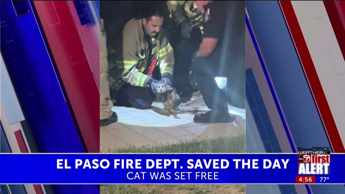 El Paso firefighters free cat stuck in umbrella stand