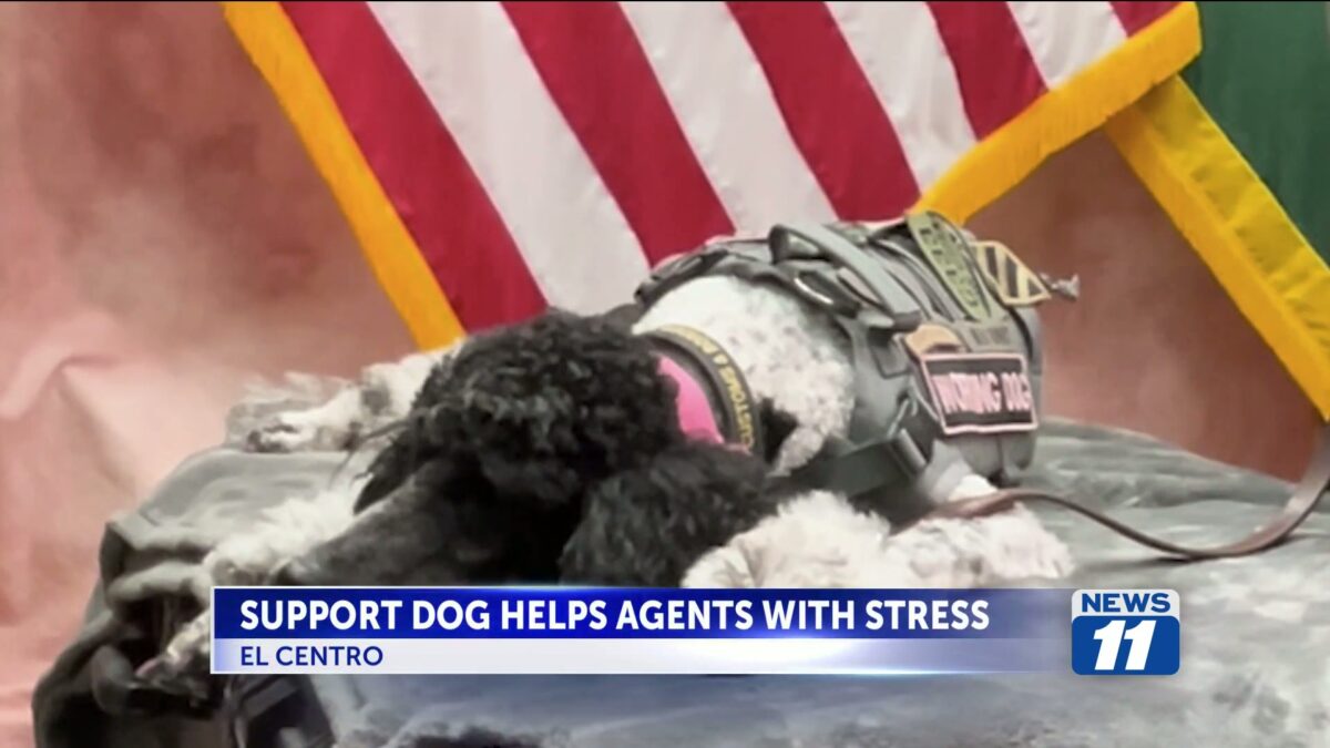 Emotional support dog helps border agents cope with job stress