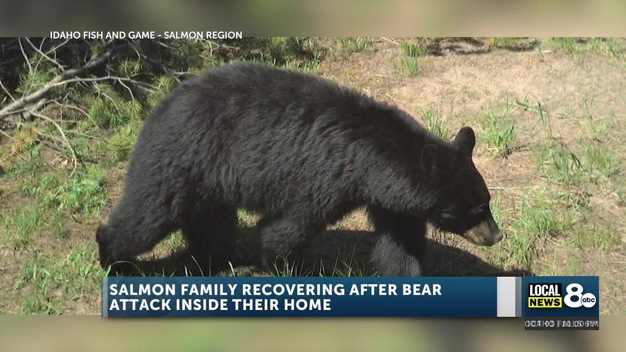 ‘Out of a Horror Movie’: Idaho husband fights off Black Bear to protect family