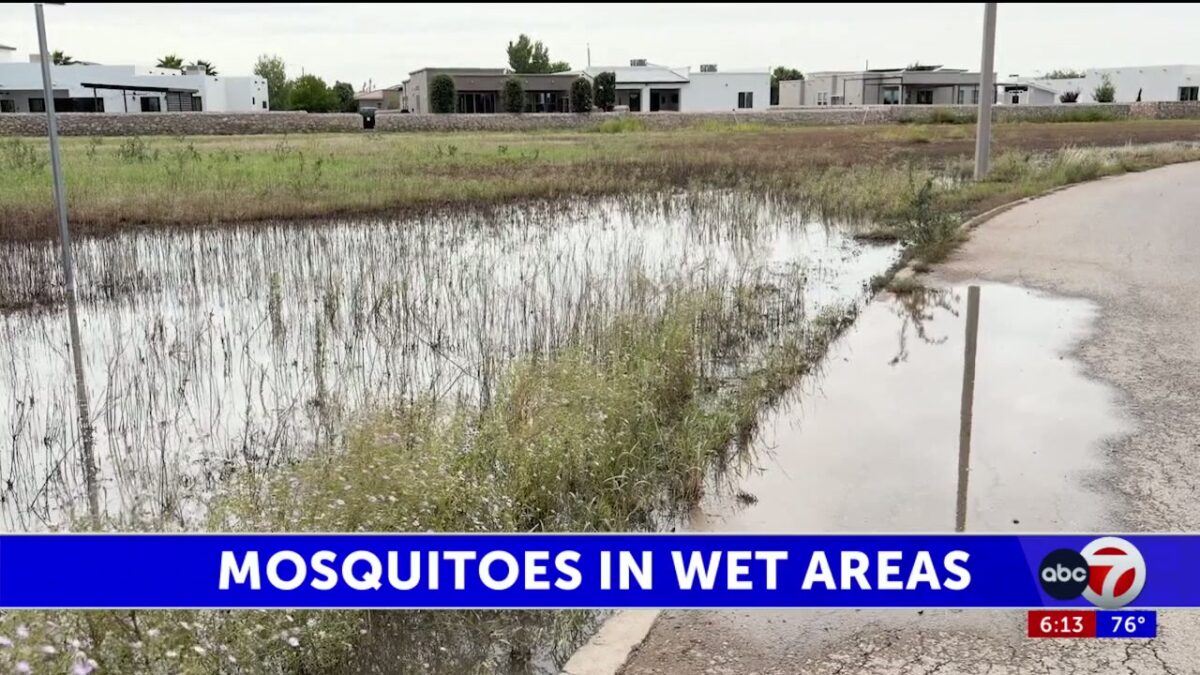 Use the ‘4 Ds’ to prevent mosquito breeding grounds