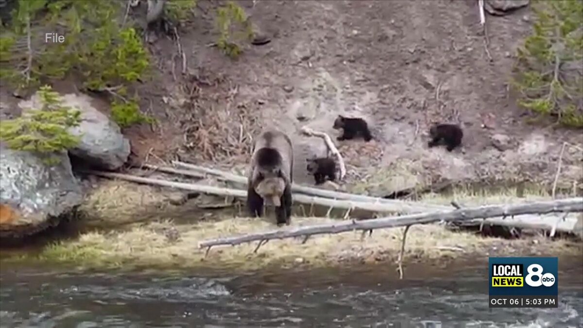 Idaho Fish and Game urge bear safety during surge of encounters