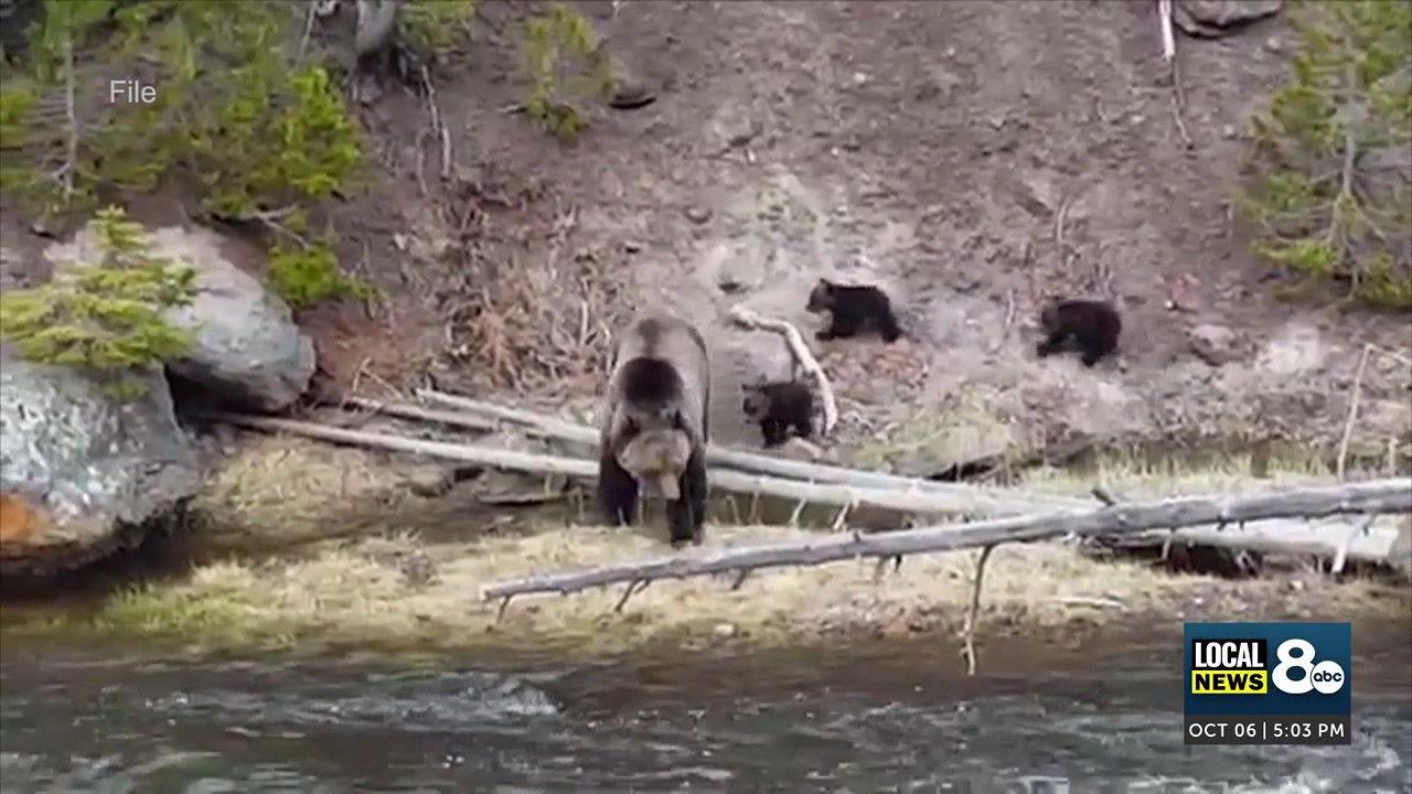 Idaho Fish and Game urge bear safety during surge of encounters