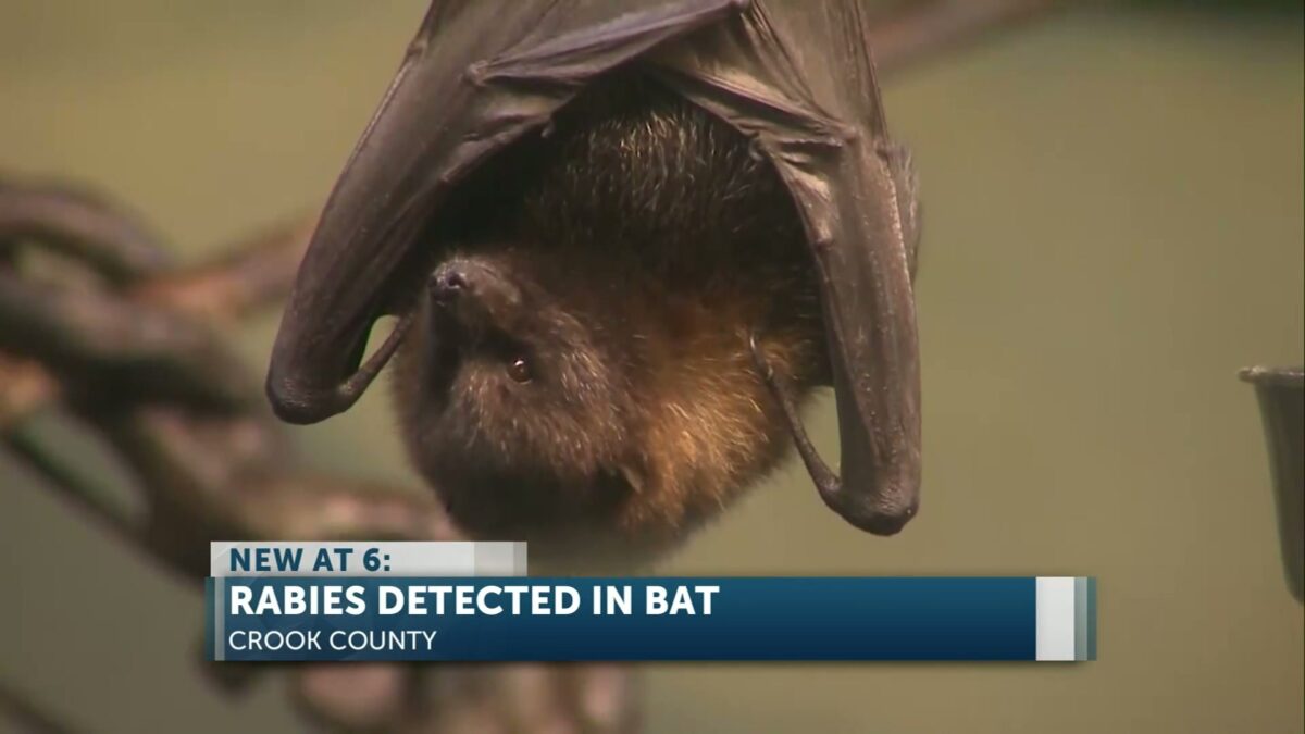 Rabies detected in Crook County bat prompts public health warning