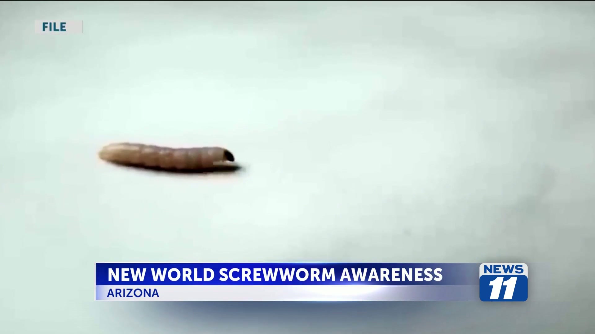 AZGFD asks Arizonans to be on lookout for screwworms