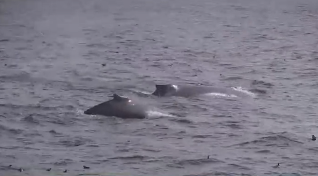 Monterey Bay is seeing an increase in humpback whales